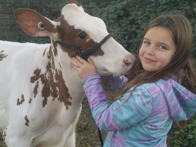 girl petting cow