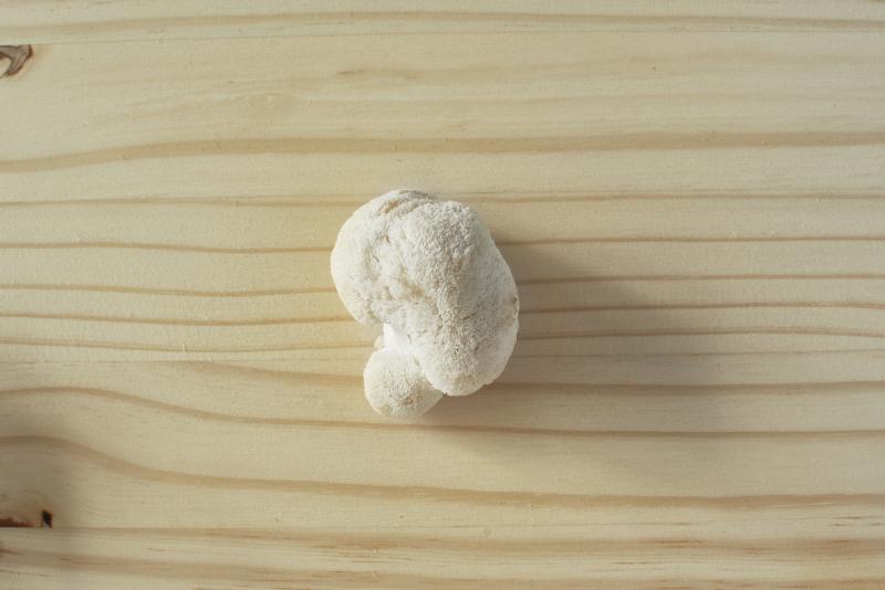 mushroom